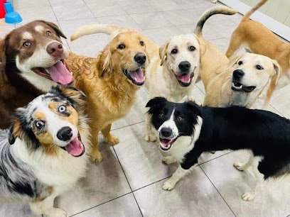 Dog day care in Springfield Missouri Hounds Town Ozarks 1 1