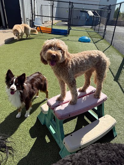 Dog day care in Springfield Missouri TransFURmations Spa 1 1