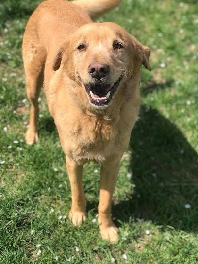 Dog day care in Springfield Ohio Paradise Pet Resort Boarding Kennel 1