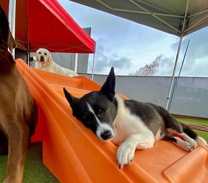 Dog day care in Springfield Oregon Luckydog Day Night Care 1