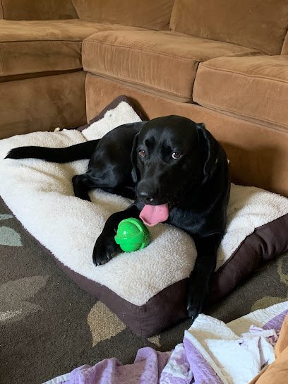 Dog day care in Springvale Maine Danielle s Bednbiscuit 1