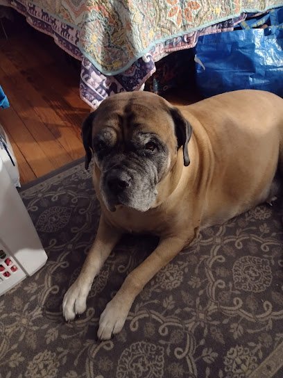 Dog day care in St Joseph Missouri Fantastic Fido s 1