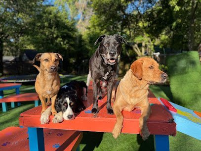 Dog day care in St Marys Georgia Madi s Mutts