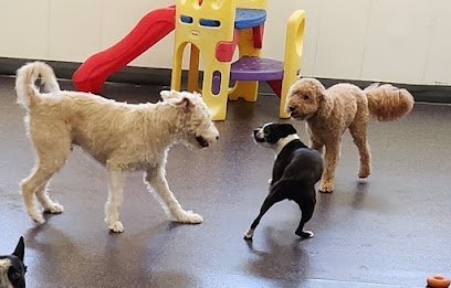 Dog day care in St Paul Minnesota Dog Days Daycare Boarding 1