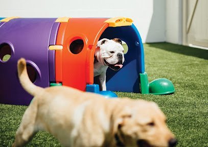 Dog day care in St Paul Minnesota Dogtopia of St. Paul University Ave 1