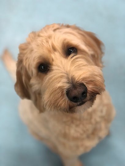 Dog day care in St Paul Minnesota Oh My Dog 1