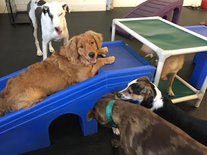 Dog day care in St Paul Minnesota St. Paws Dog Daycare Boarding Grooming 1