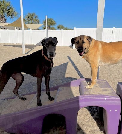 Dog day care in St Simons Island Georgia St. Simons Puppy Paradise