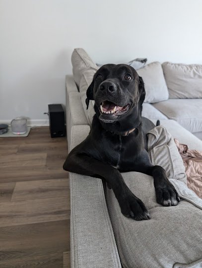 Dog day care in St Simons Island Georgia The Pack Canine Studio