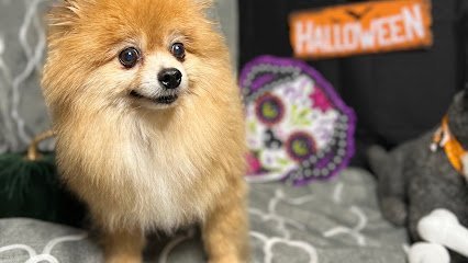 Dog day care in St. Charles Illinois All Star Pet Grooming 1