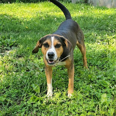 Dog day care in St. Louis Missouri Celsi s Dog Care LLC 1 1