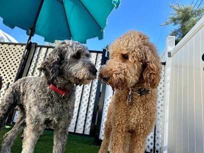 Dog day care in St. Louis Missouri Cool Runners Dog Daycare Training and Grooming 1 1