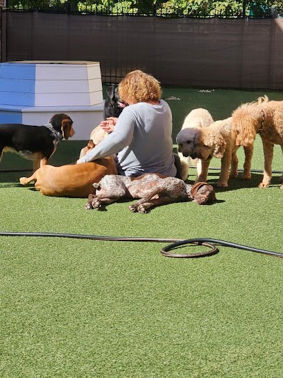 Dog day care in St. Louis Missouri Fur Real K9 s 1 1