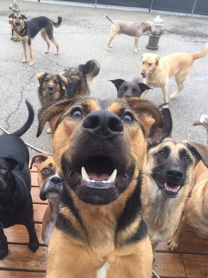 Dog day care in St. Louis Missouri St. Louis Muttropolitan 1