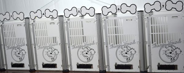 Dog day care in Starkville Mississippi Shaggy Hound 1