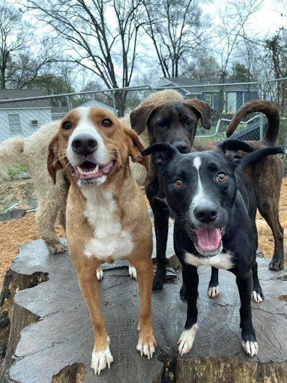 Dog day care in Starkville Mississippi The Dawg House Playground Salon 1
