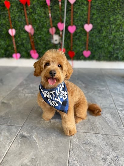 Dog day care in Staten Island New York 4 Paws Only 1