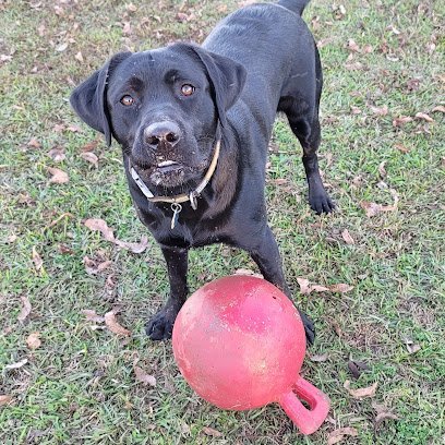 Dog day care in Statesboro Georgia Dogs Live Happy