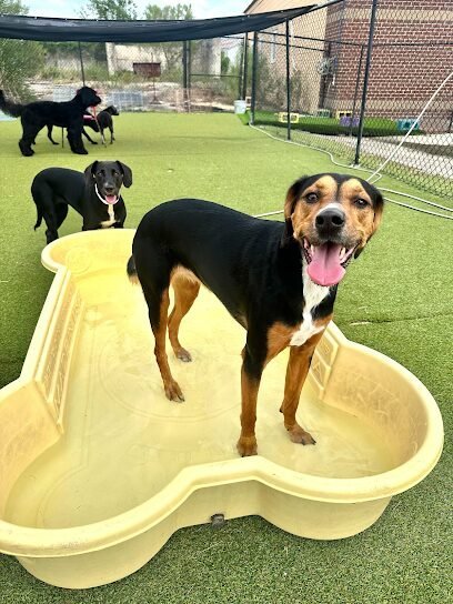 Dog day care in Statesboro Georgia South Paws Dog Resort