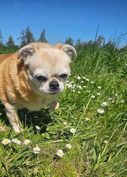Dog day care in Stayton Oregon Divine Dog Boarding 1
