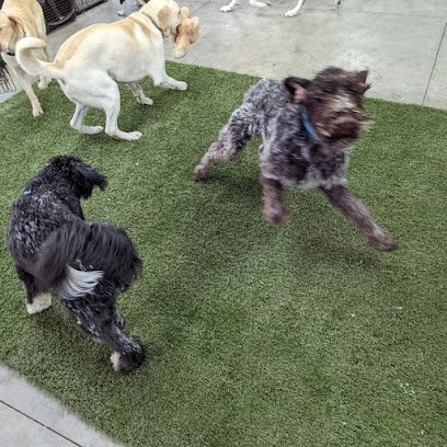 Dog day care in Stewartville Minnesota The Dog s Den 1