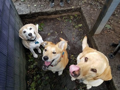 Dog day care in Stoneham Massachusetts Charlotte The Dog Pet Services LLC 1