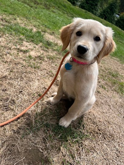 Dog day care in Stratham New Hampshire The Wagging Tail 603 1