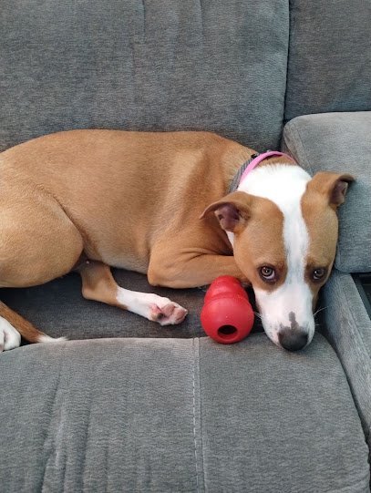 Dog day care in Stroudsburg Pennsylvania Inner Outer Utopia Pet Care LLC 2