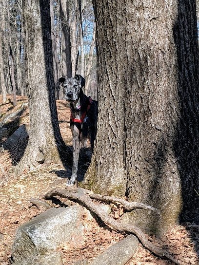 Dog day care in Sturbridge Massachusetts Lindsay Loves Pets 1