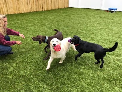 Dog day care in Sturbridge Massachusetts Paw Plaza 1