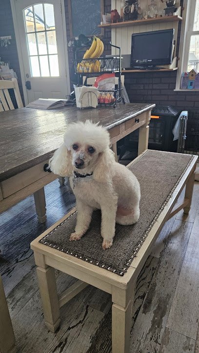 Dog day care in Succasunna New Jersey One Paw Away Dog Grooming 1