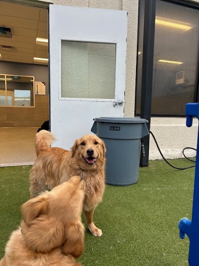 Dog day care in Sugar Land Texas K9 Resorts Luxury Pet Hotel Sugar Land 1