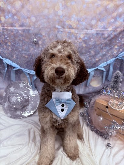 Dog day care in Summerville South Carolina Dogtopia of Summerville 1