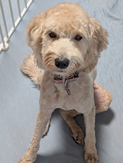 Dog day care in Summerville South Carolina My Three Dogs Summerville 1