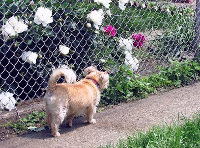 Dog day care in Summit Illinois Pups My Pleasure Dog Boarding and Daycare 1