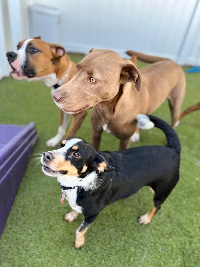 Dog day care in Summit New Jersey VIPuppy Spa 1