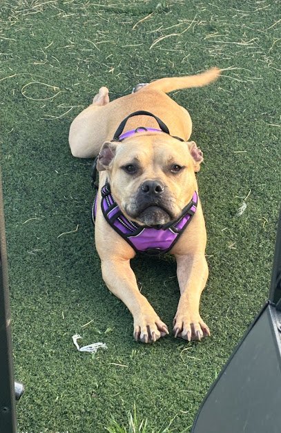 Dog day care in Sunbury Ohio Perfect Paws Pet Resort 1