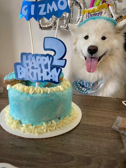 Dog day care in Sunnyside New York Fat Puppies INN 1