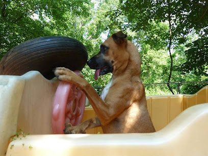 Dog day care in Sutton Massachusetts TLC Pet Haven 1