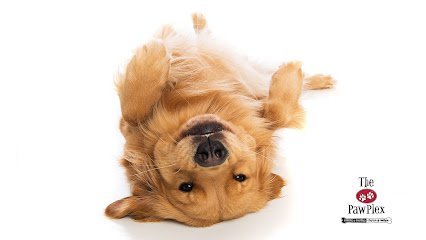 Dog day care in Suwanee Georgia The PawPlex