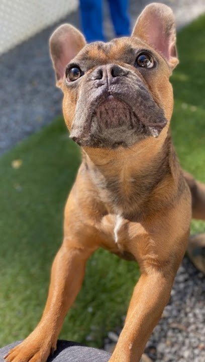 Dog day care in Swannanoa North Carolina Buckeye Kennels 1