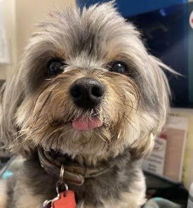 Dog day care in Swansboro North Carolina Tail Waggin Ranch 1