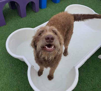 Dog day care in Swansea Illinois Lucky Dog Barks and Recreation 1