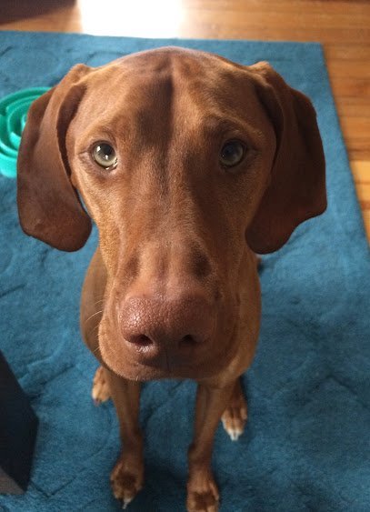 Dog day care in Swansea Massachusetts Doggie Day Care by Linda 1