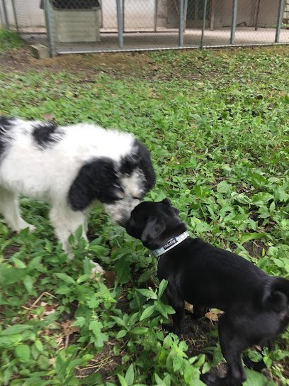 Dog day care in Swanton Ohio Heartwood Doggie Daycare 1