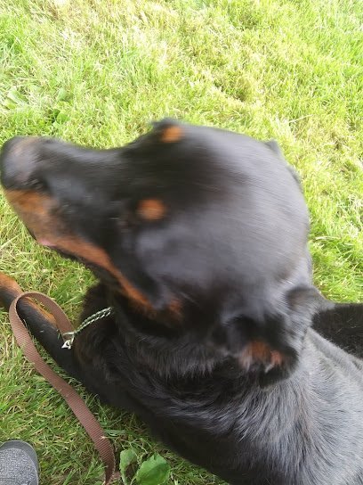 Dog day care in Swanzey New Hampshire Mukota Kennels LLC 1