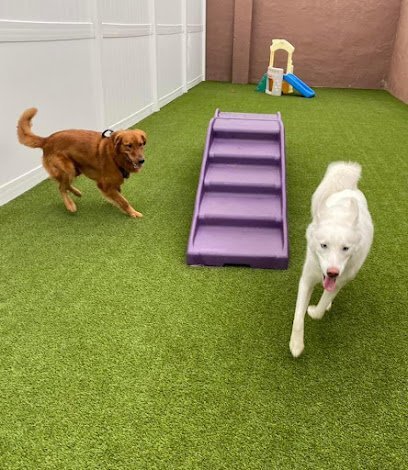Dog day care in Sykesville Maryland Waghouse Dog Daycare 1