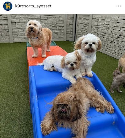 Dog day care in Syosset New York K9 Resorts Luxury Pet Hotel Syosset 1