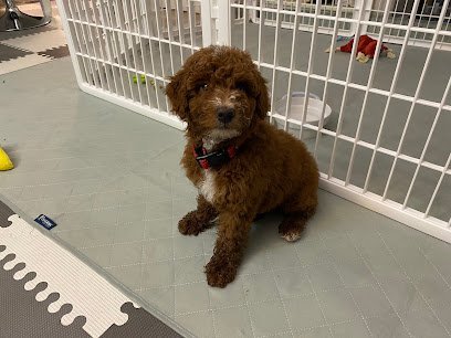 Dog day care in Syracuse Indiana PAWSitive Puppies 1