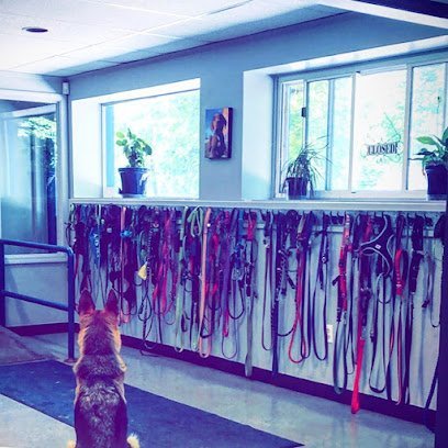 Dog day care in Syracuse New York Blue Prints Dog Studio 1